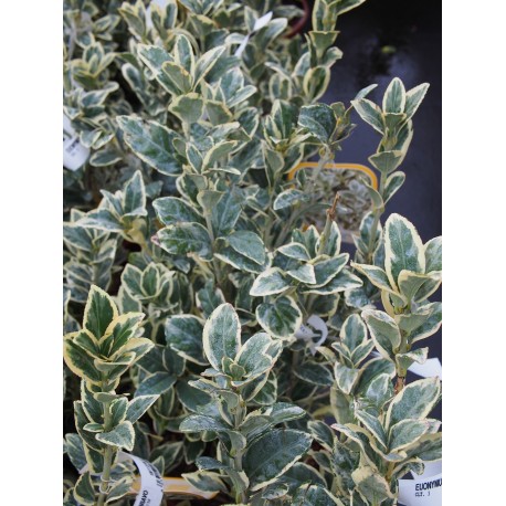 Euonymus japonicus 'Bravo' - Fusain