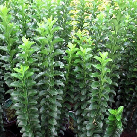 Euonymus japonicus 'Green Rocket' - fusains du Japon,
