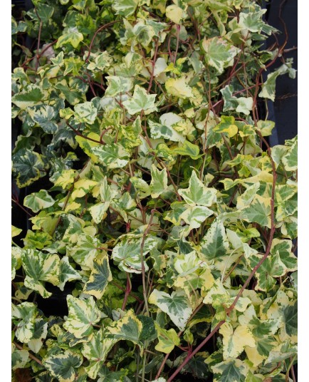 Hedera helix 'Goldchild' - Lierre panaché découpé