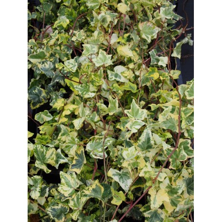 Hedera helix 'Goldchild' - Lierre panaché découpé