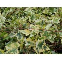 Hedera helix 'Goldchild' - Lierre panaché découpé