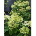 Hydrangea paniculata 'Limelight'®