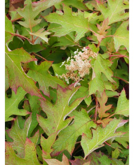 Hydrangea quercifolia 'Ice Crystal' ®