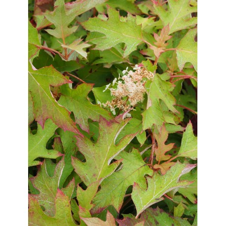 Hydrangea quercifolia 'Ice Crystal' ®