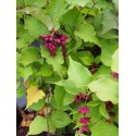 Leycesteria formosa 'Purple Rain' - Arbre Aux Faisans
