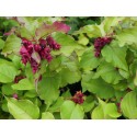 Leycesteria formosa 'Purple Rain' - Arbre Aux Faisans