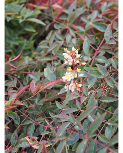 Nandina domestica 'Flirt'® - bambou sacré