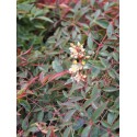 Nandina domestica 'Flirt'® - bambou sacré