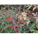 Nandina domestica 'Flirt'® - bambou sacré