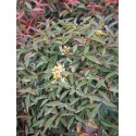 Nandina domestica 'Flirt'® - bambou sacré