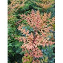 Nandina domestica 'Gulfstream'