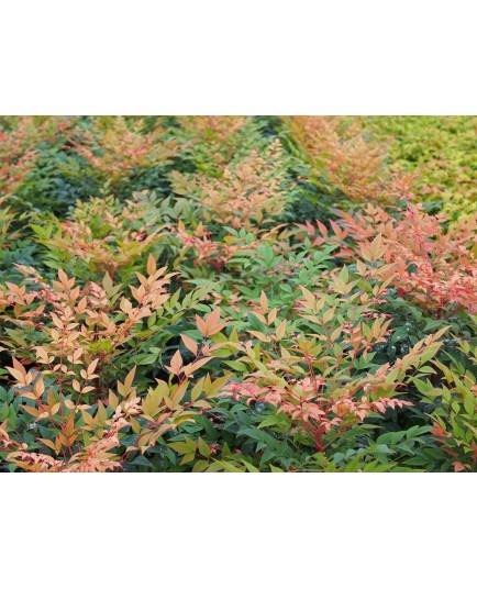 Nandina domestica 'Gulfstream'