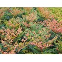 Nandina domestica 'Gulfstream'