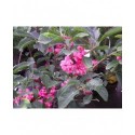 Euonymus phellomanus - Fusain