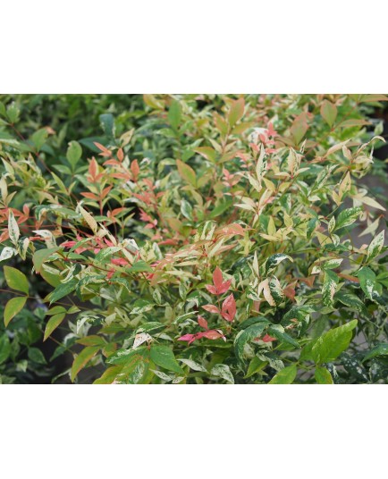 Nandina domestica 'Twilight'