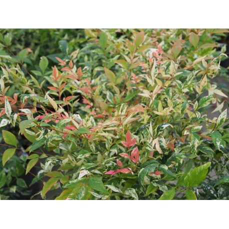 Nandina domestica 'Twilight'