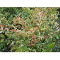 Nandina domestica 'Twilight'