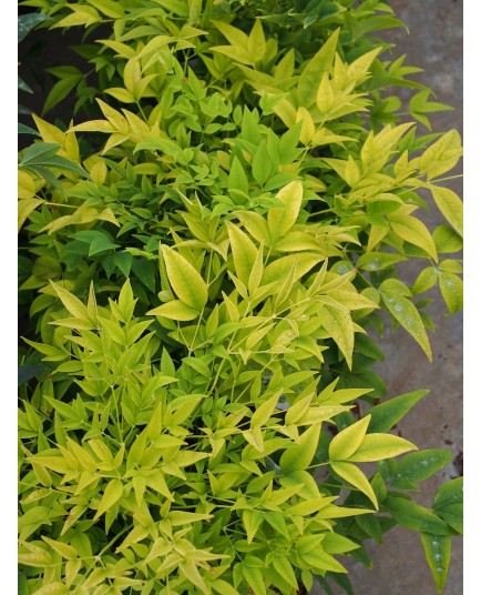 Nandina domestica ' Lemon & Lime'