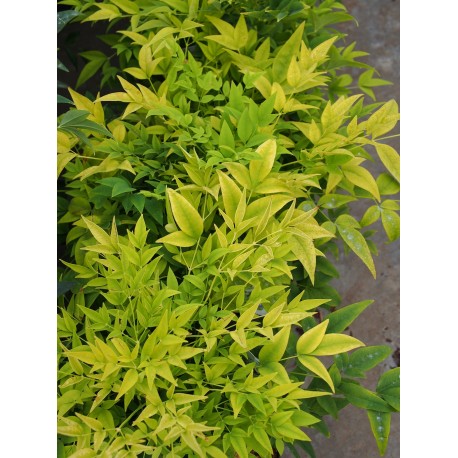 Nandina domestica ' Lemon & Lime'