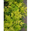 Nandina domestica ' Lemon & Lime'