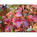 Parthenocissus tricuspidata 'Veitchii' - vignes vierges,