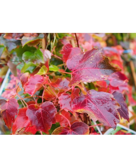 Parthenocissus tricuspidata 'Veitchii' - vignes vierges,