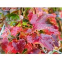 Parthenocissus tricuspidata 'Veitchii' - vignes vierges,