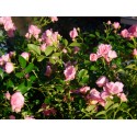 Rosa 'The Fairy' - Rosaceae - Rosier nain