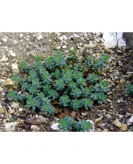 Euphorbia capitulata - Euphorbe