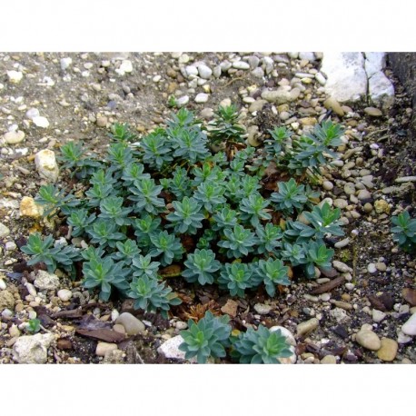 Euphorbia capitulata - Euphorbe