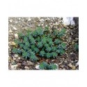Euphorbia capitulata - Euphorbe