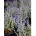 Perovskia atriplicifolia 'Lacey Blue'® - Spirée d'afghanistan