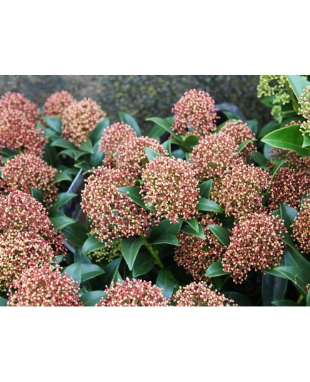 Skimmia japonica 'Marlot'