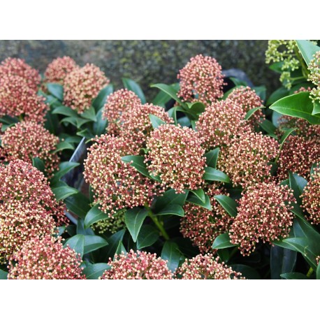 Skimmia japonica 'Marlot'