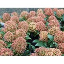 Skimmia japonica 'Marlot'