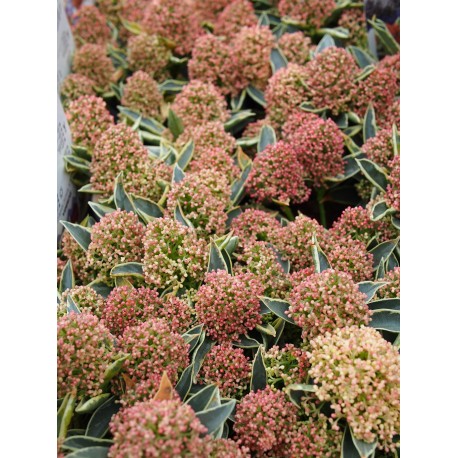 Skimmia japonica 'Magic Marlot'®