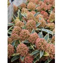 Skimmia japonica 'Magic Marlot'®