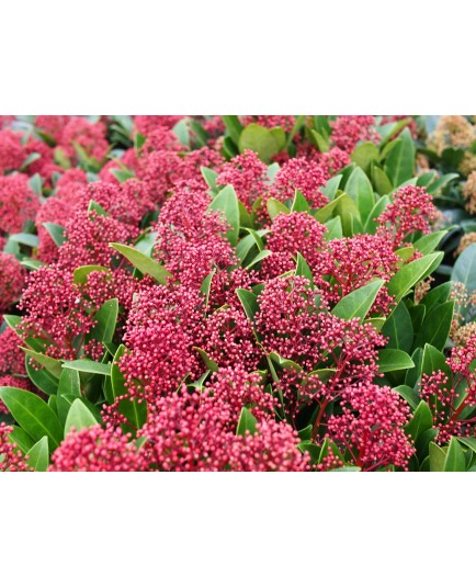 Skimmia japonica 'Rubella'