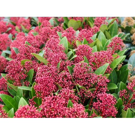 Skimmia japonica 'Rubella'