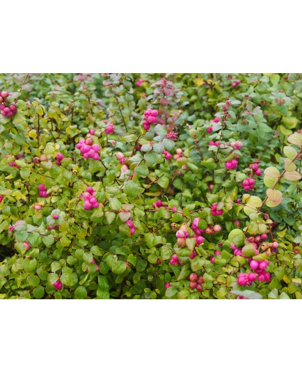 Symphoricarpos doorenbosii x 'Magic Berry' - Symphorine