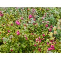 Symphoricarpos doorenbosii x 'Magic Berry' - Symphorine