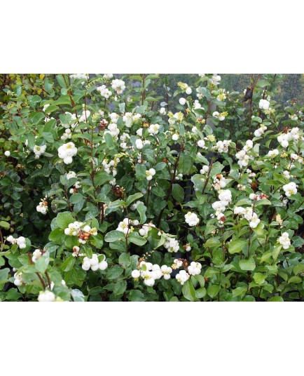 Symphoricarpos doorenbosii x 'White Hedge' - symphorine