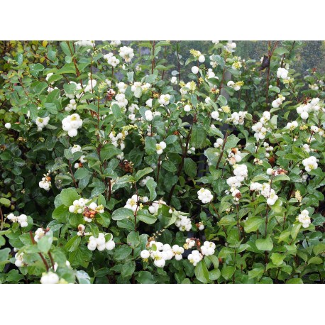 Symphoricarpos doorenbosii x 'White Hedge' - symphorine