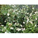 Symphoricarpos doorenbosii x 'White Hedge' - symphorine