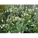 Symphoricarpos doorenbosii x 'White Hedge' - symphorine