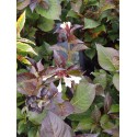 Weigela 'Black & White'®' (Courtacad 01) - weigelia