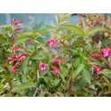 Weigela 'Bristol Ruby' - weigelia