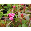 Weigela 'Eva Rathke' - weigelia