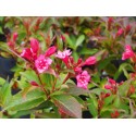 Weigela 'Eva Rathke' - weigelia