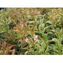 Weigela florida 'Variegata' - weigelia panaché